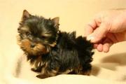   Affectionate Yorkie puppies available